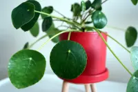 Pilea peperomioides indoor