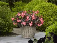 Dragon Wing Begonia