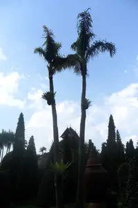 lucuba palm