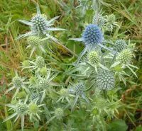 Blue eryngo