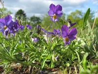 Wild Pansy