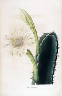 lady of the night cactus
