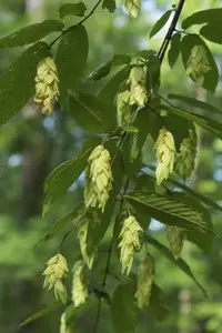 American hophornbeam