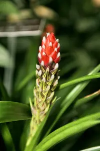 West Indian tufted airplant