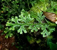 Krauss's Clubmoss (Selaginella kraussiana) plant