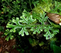 Krauss's Clubmoss
