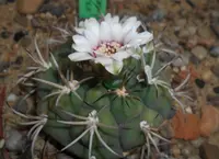 Gymnocalycium anisitsii