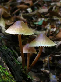 common bonnet (Mycena galericulata) plant