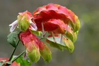 shrimpplant (Justicia brandegeeana) plant