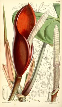 Blushing Philodendron (Philodendron erubescens) plant
