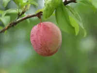 Japanese plum (Prunus salicina) plant