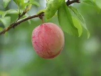 Japanese plum