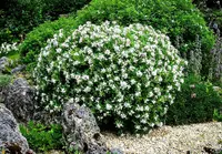 Cape jasmine (Gardenia jasminoides) plant