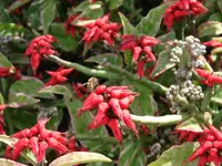 Euphorbia tithymaloides