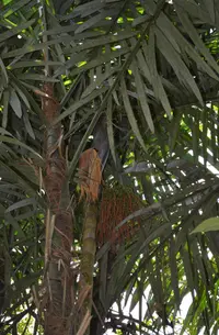 Oenocarpus bacaba