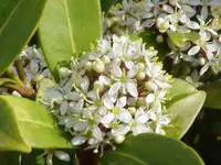 Japanese skimmia