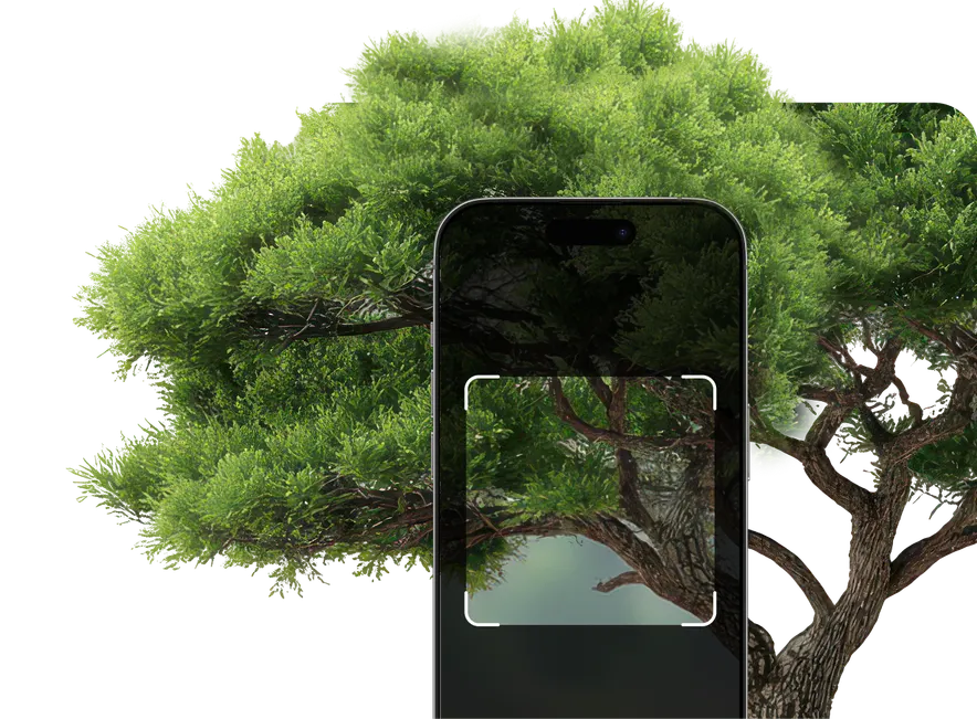 Tree Identifier – Hero