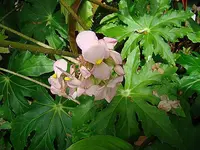 starleaf begonia