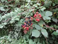 Rubus macrostachys (Rubus macrostachys) plant