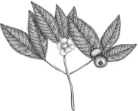 Campomanesia guazumifolia