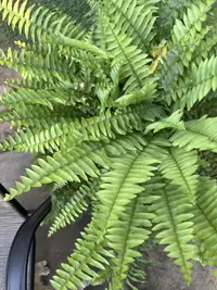 Southern Sword Fern photo by a Botan App user