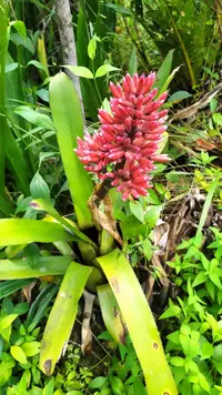 Aechmea melinonii (Aechmea melinonii) plant