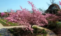 North Japanese hill cherry (Prunus sargentii) plant