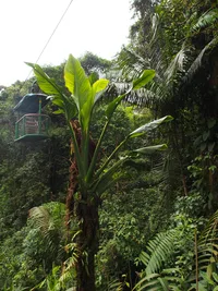 Philodendron Cobra (Monstera standleyana) plant