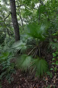 Brahea dulcis (Brahea dulcis) plant