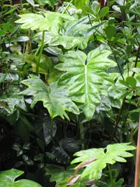 Philodendron lacerum
