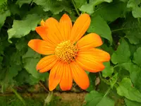 clavel de muerto (Tithonia rotundifolia) plant