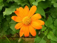 clavel de muerto (Tithonia rotundifolia) plant