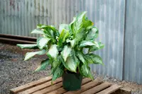 Chinese Evergreen (Aglaonema 'Silver Bay') plant
