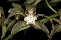 Tracy's cymbidium