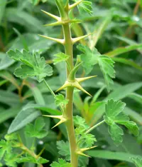 gooseberry currant