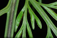 mother fern (Asplenium bulbiferum) plant