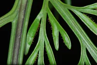 mother fern