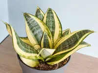 Dracaena trifasciata 'Golden Hahnii' in the pot