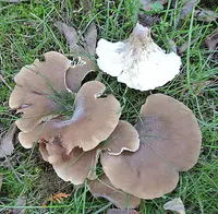 Shoehorn Oyster