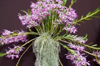 Dendrobium nobile
