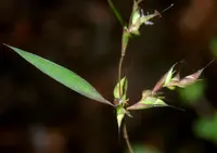 Mauritian grass