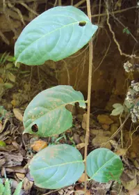 black oil plant (Celastrus paniculatus) plant