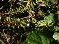 black crowberry (Empetrum nigrum) plant