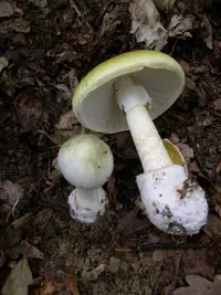 death cap