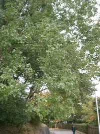 Chinese tallow (Triadica sebifera) plant