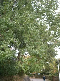 Chinese tallow