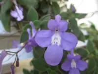 False African violet