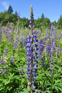 Bigleaf lupine