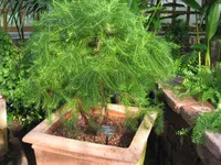 Pancher's cypress-pine