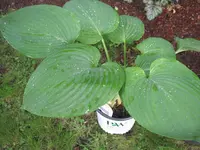 Hosta